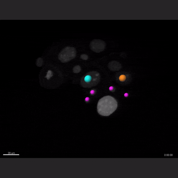 video 6.10-FORweb02.gif