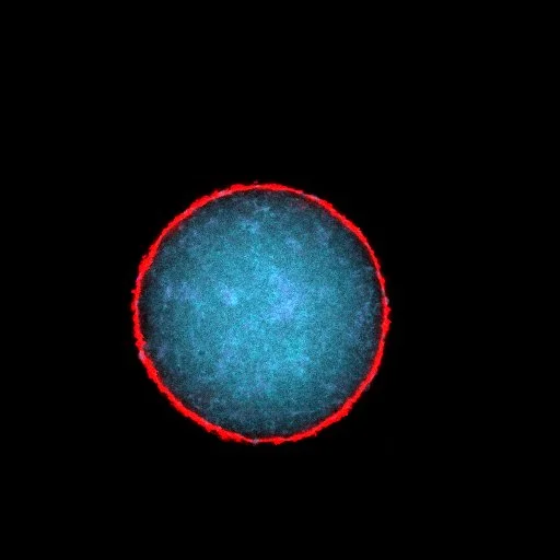 mars.czi (RGB).jpg