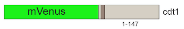 mVenus-cdt1-construct.png