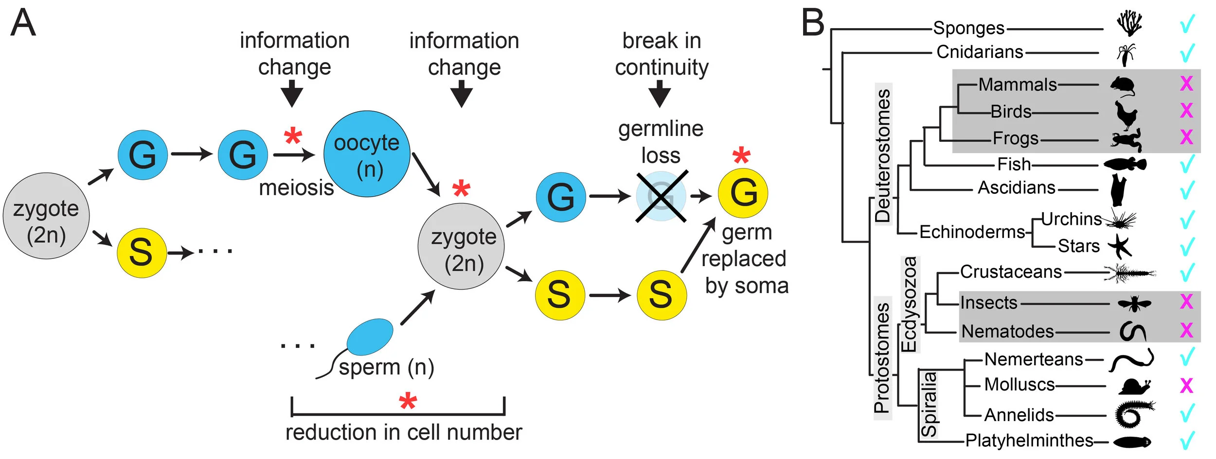 A) Which component of the germline is immortal and continuous? Stars: points of change. Cells originating from germline (G) in blue, from soma (S) in yellow. B) Distribution of germline regeneration across animal phyla. Gray indicates the phylogenetic location of traditional model organisms which cannot regenerate the germline in vivo (indicated by "X"). Check marks indicate clades in which there is evidence for germline regeneration.