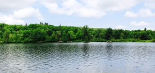 water_tree.jpg