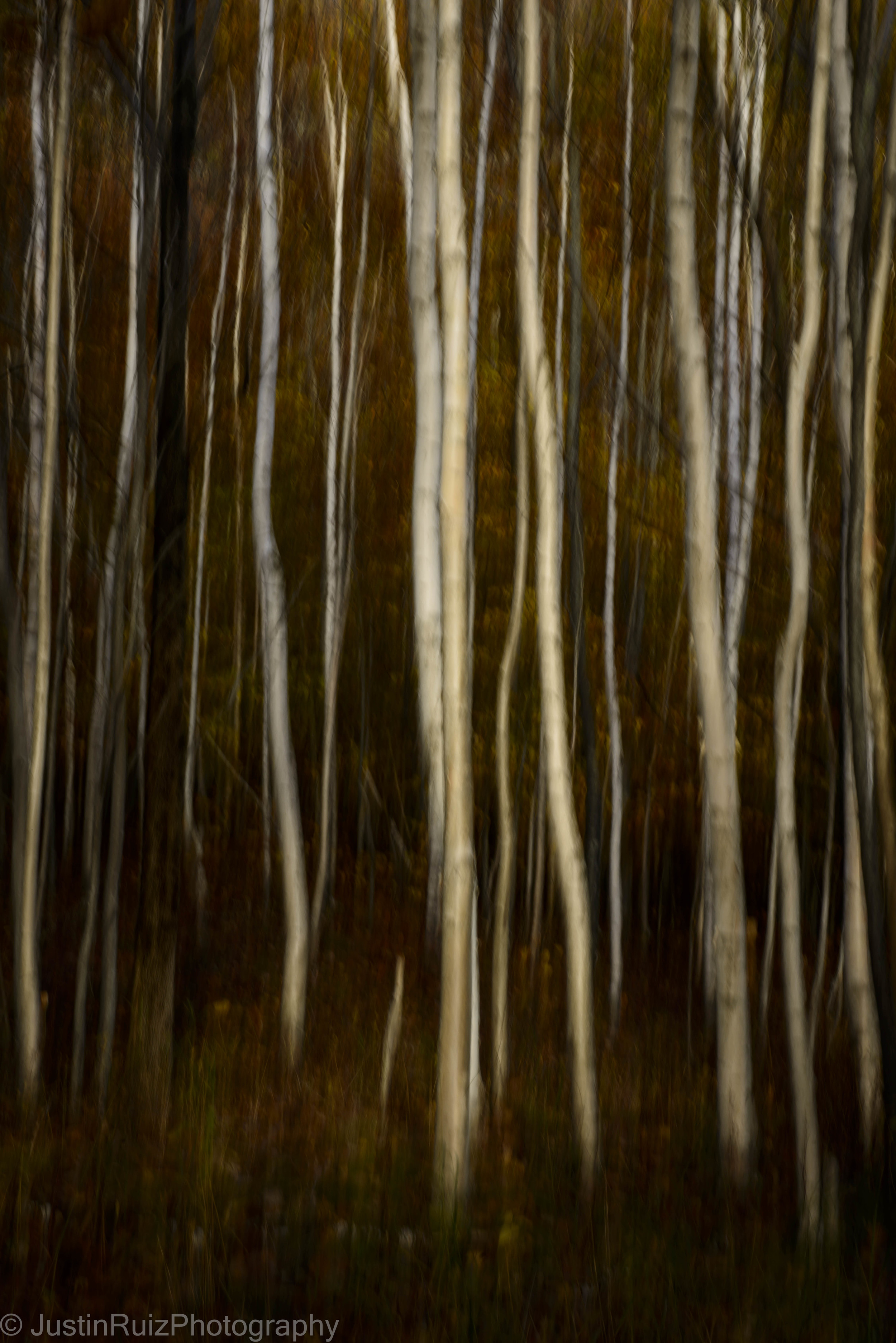 Acadia NP Birch Trees_DSC5983.jpg