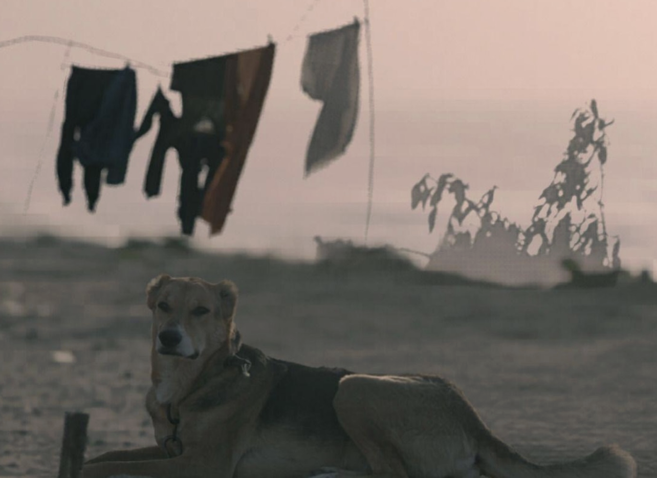 Views from Gaza — Shorts Collection: Gaza Hot Chili