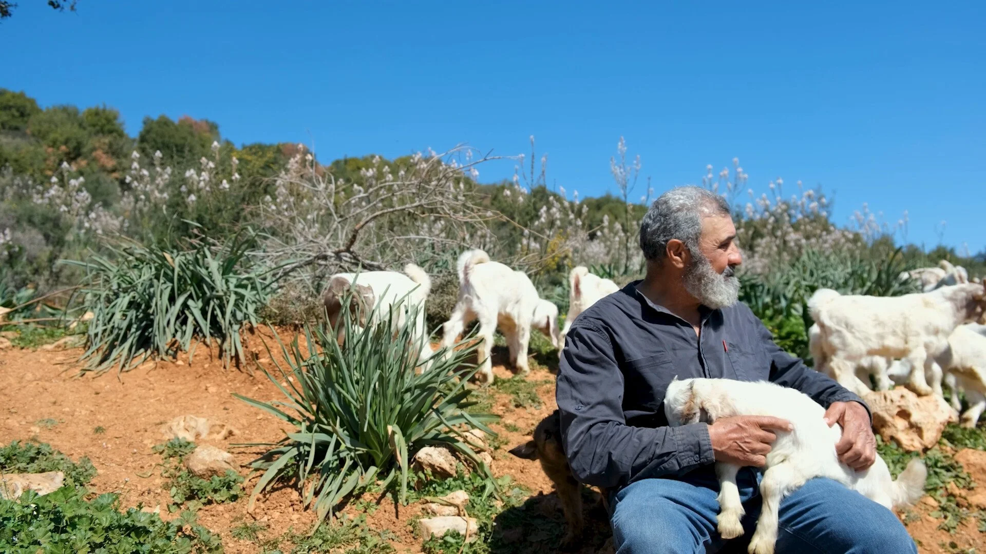 From Palestine to Lebanon: Online Shorts Collection