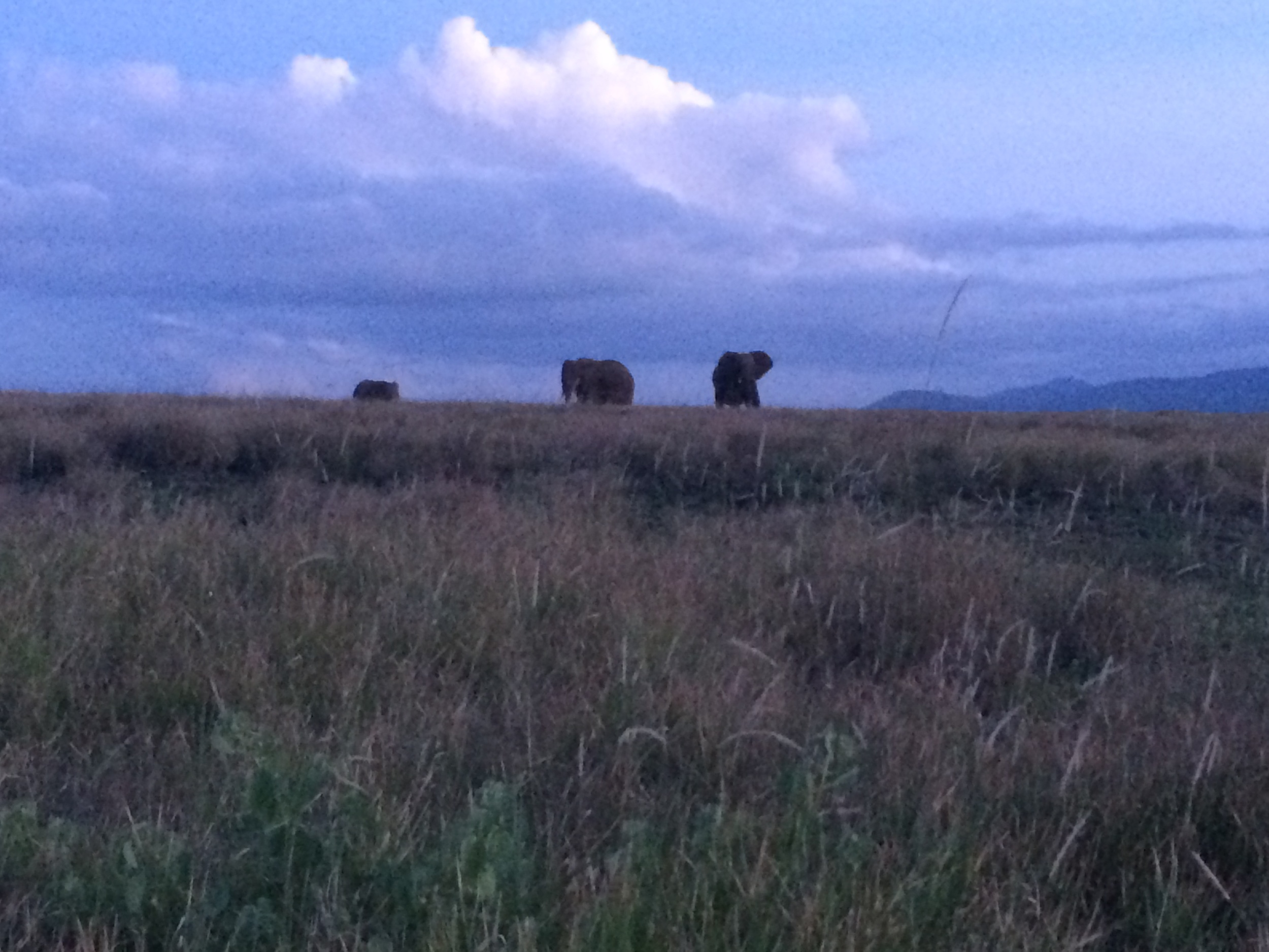 Elephants grazing wildife conservancy just before rain.JPG