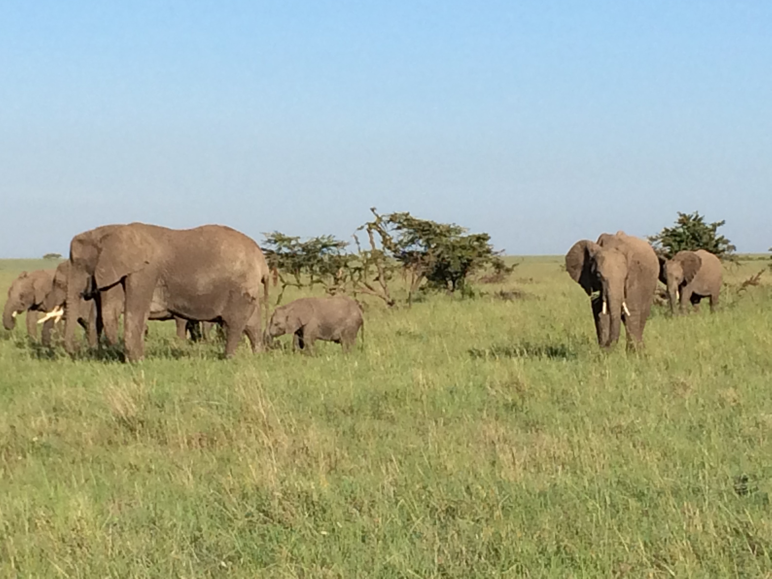 Elephants during Kenya anti-poaching trip2.JPG