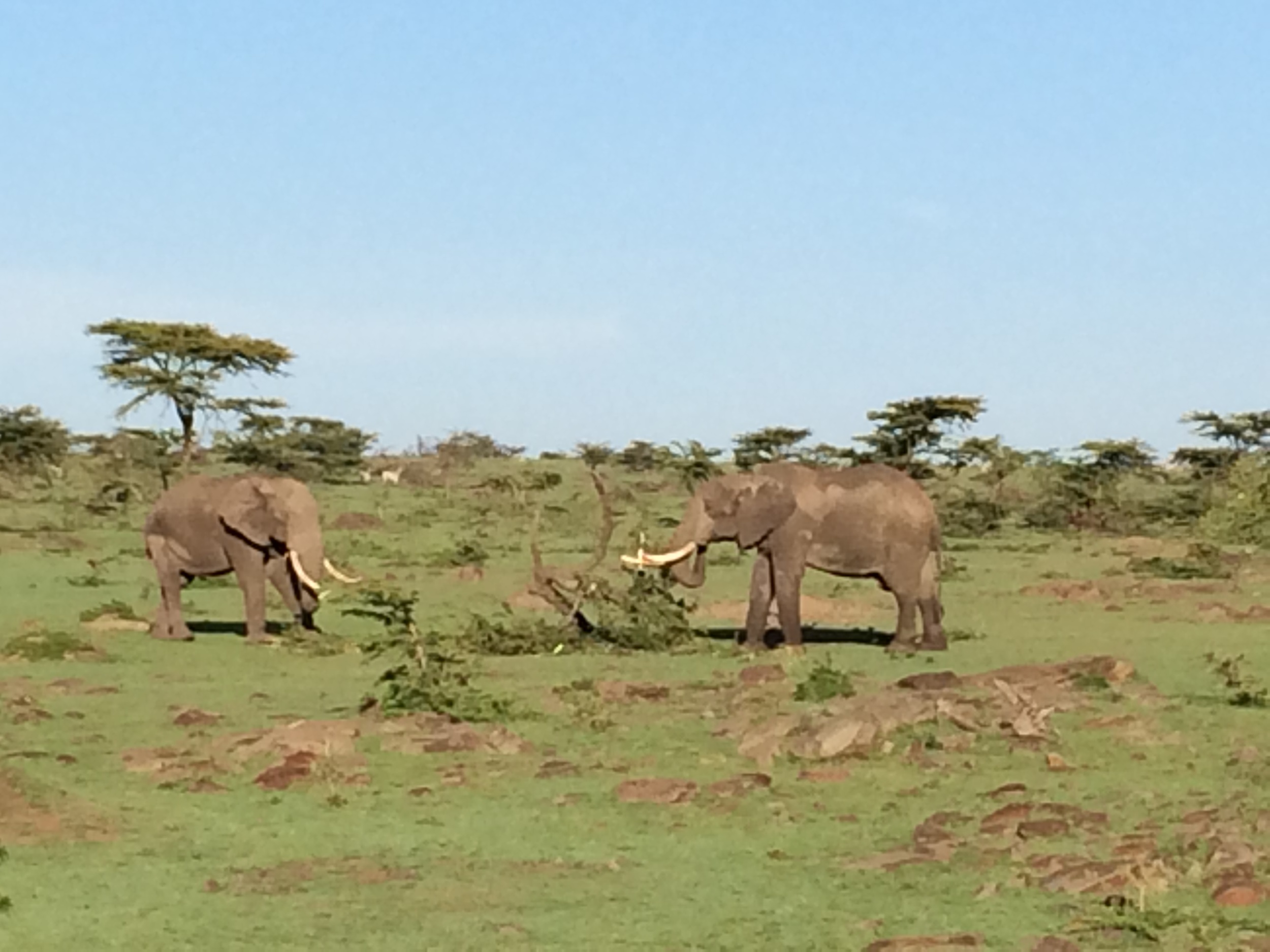 Elephants during Kenya anti-poaching trip.JPG