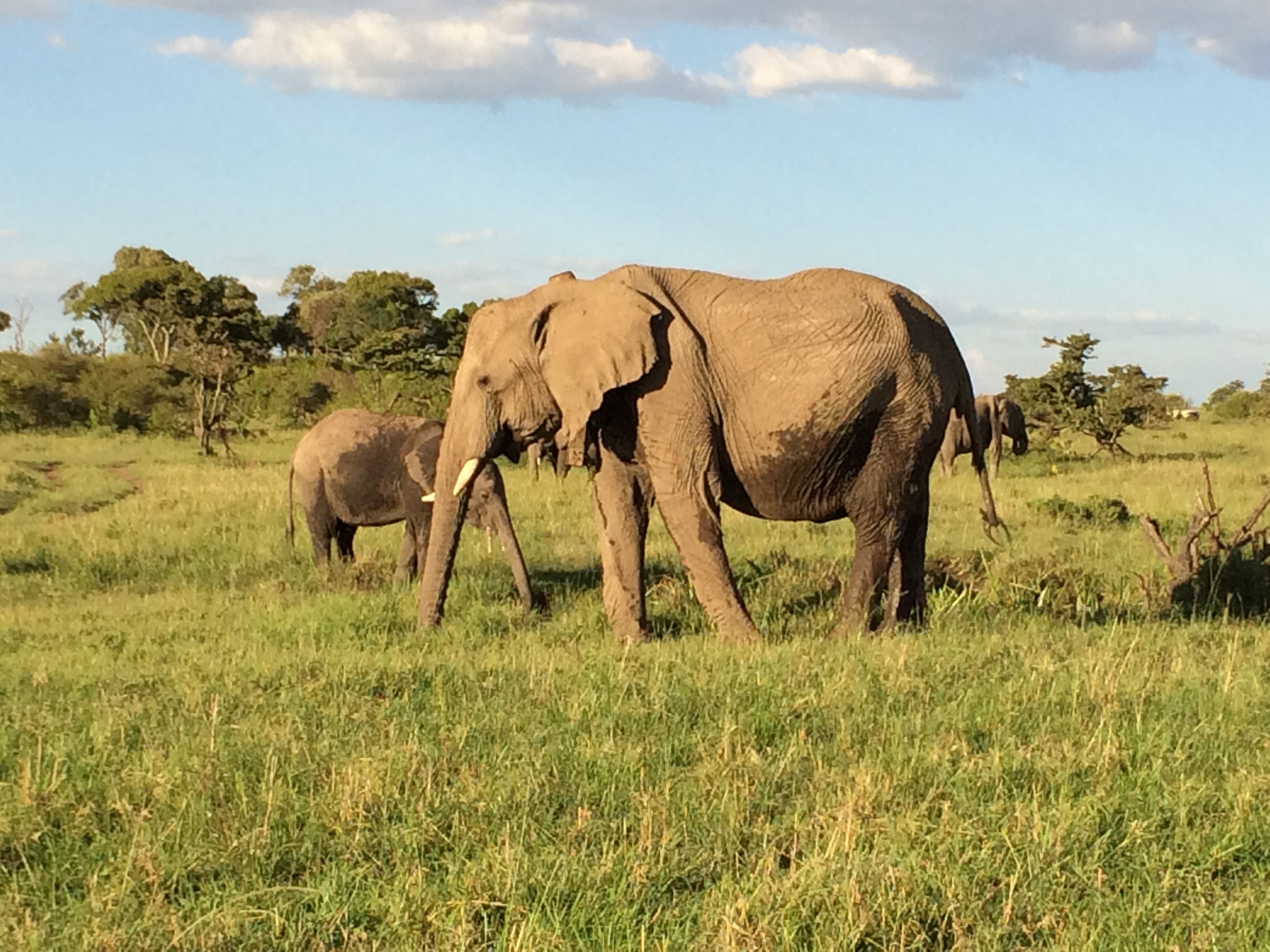 Elephants in Maisai Mara 4.JPG