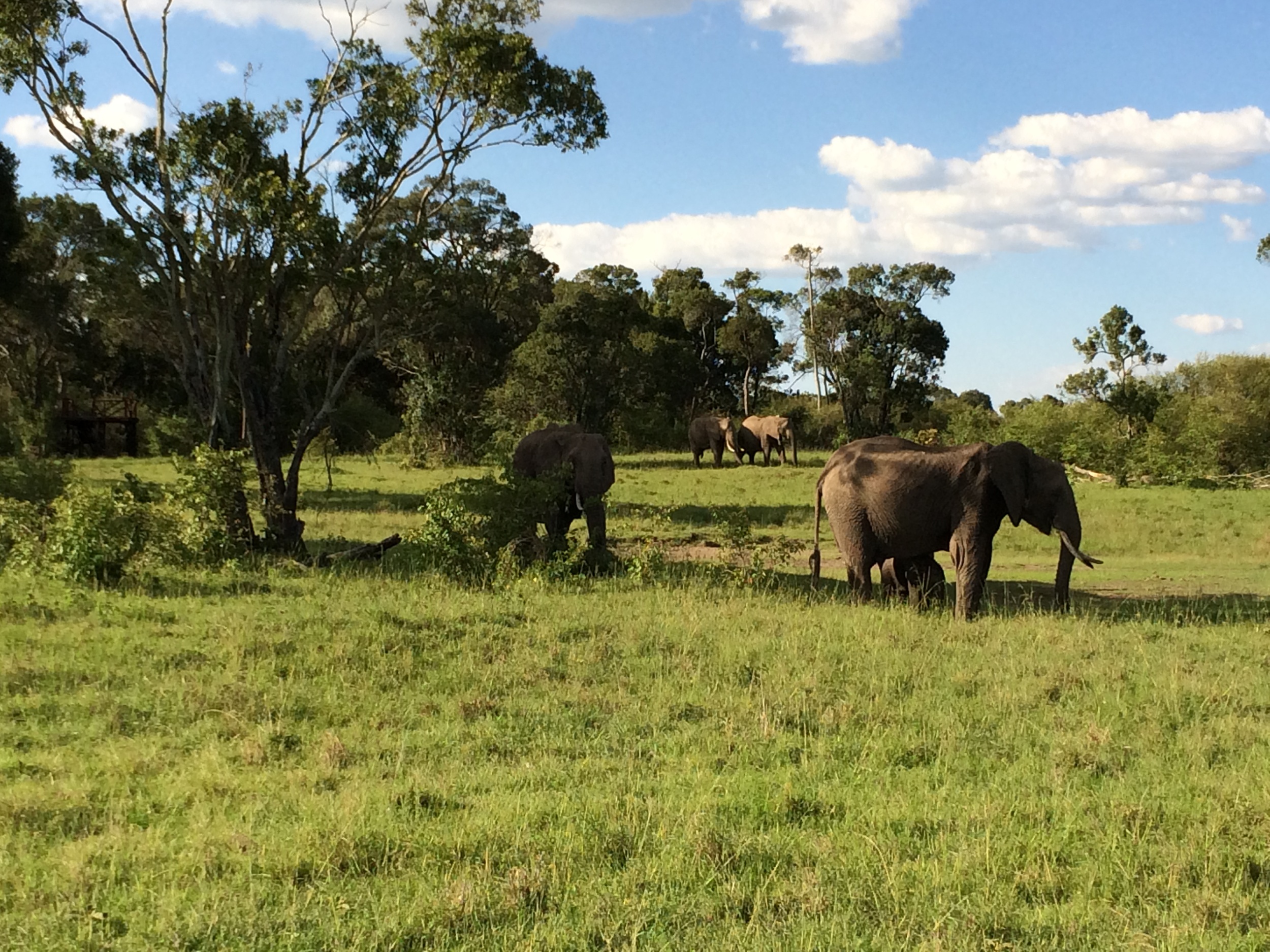 Elephants in Maisai Mara.JPG