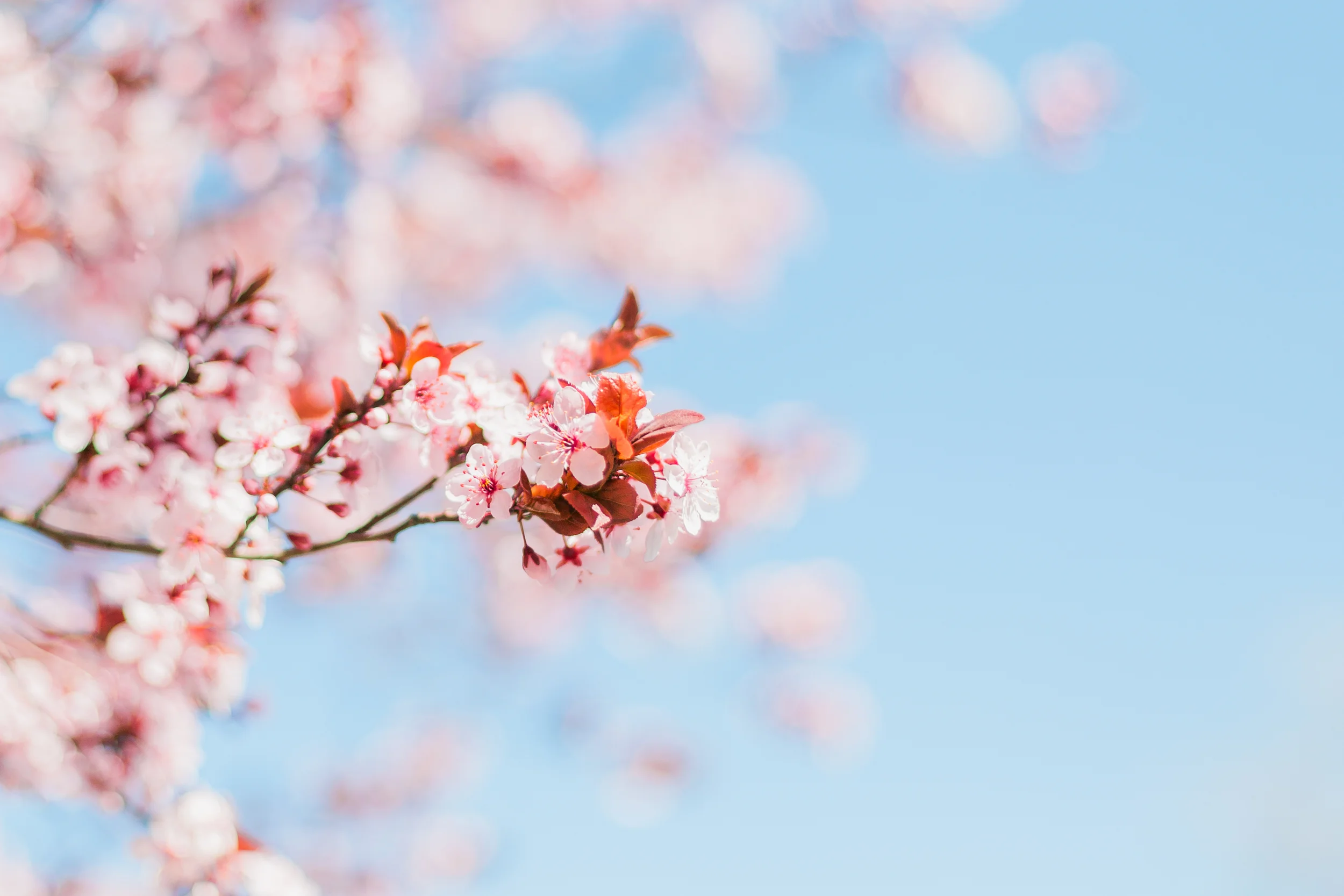 Cherry-Blossoms-18.jpg