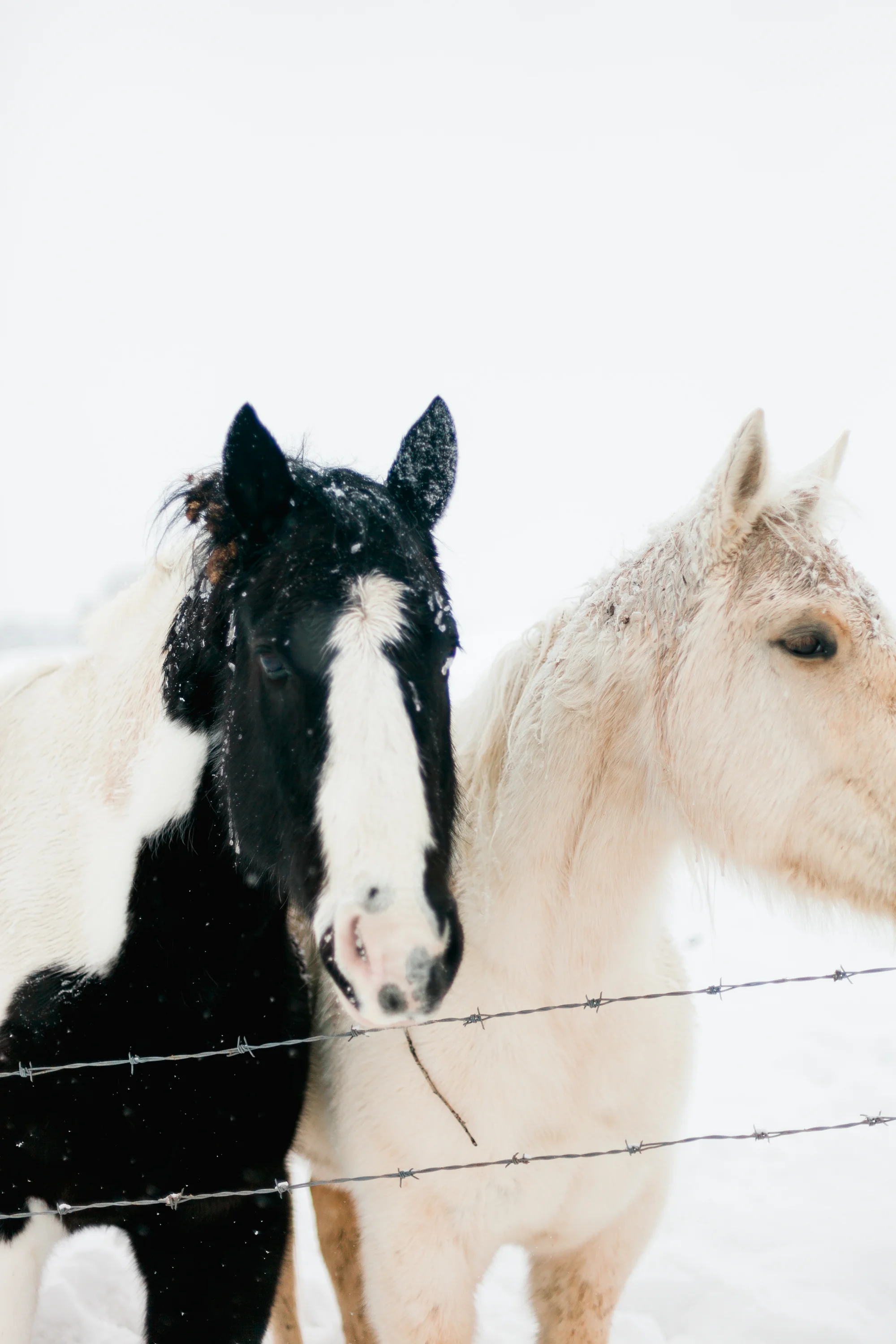 Snow-Ponies-Tone-6.jpg