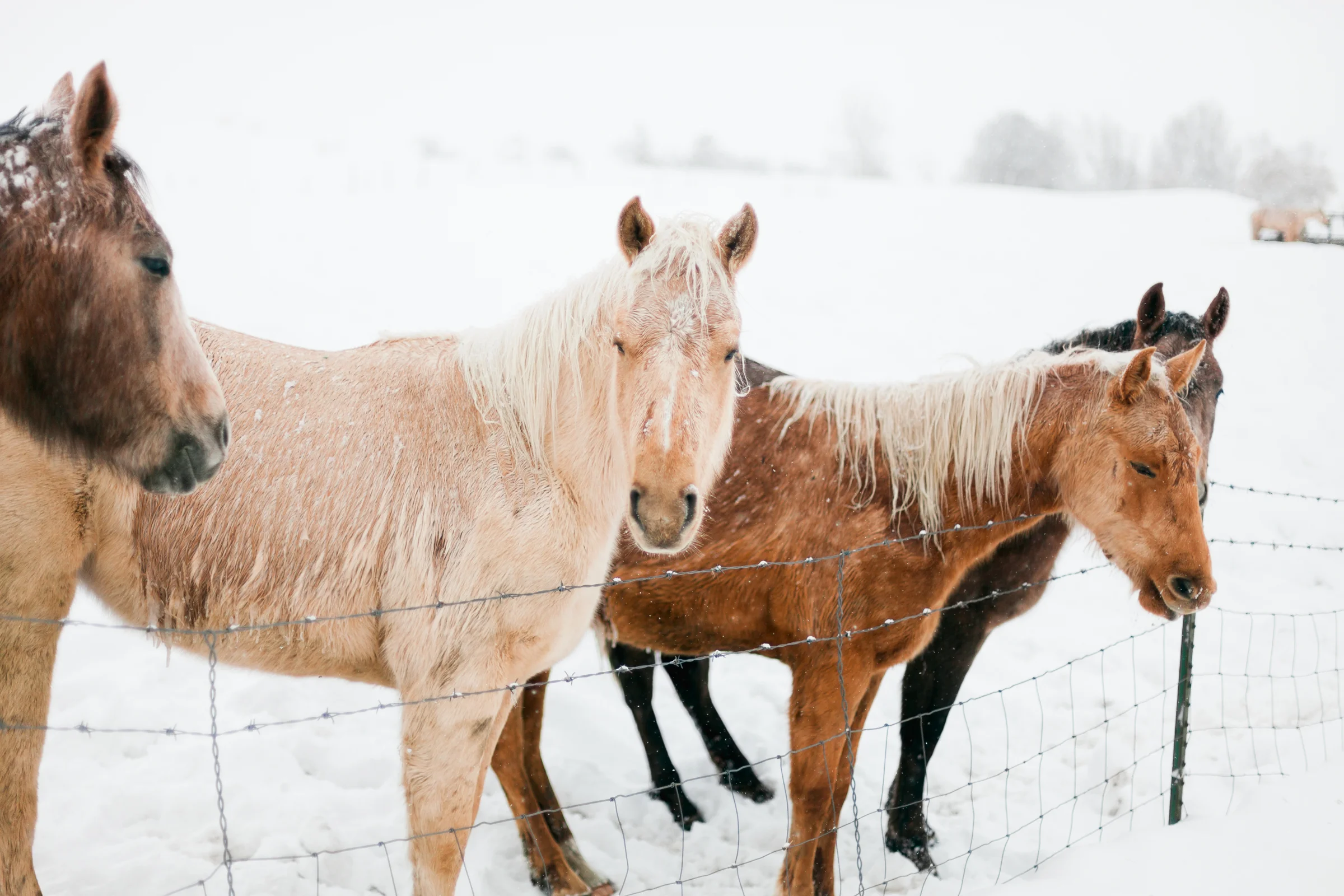 Snow-Ponies-Tone-7.jpg