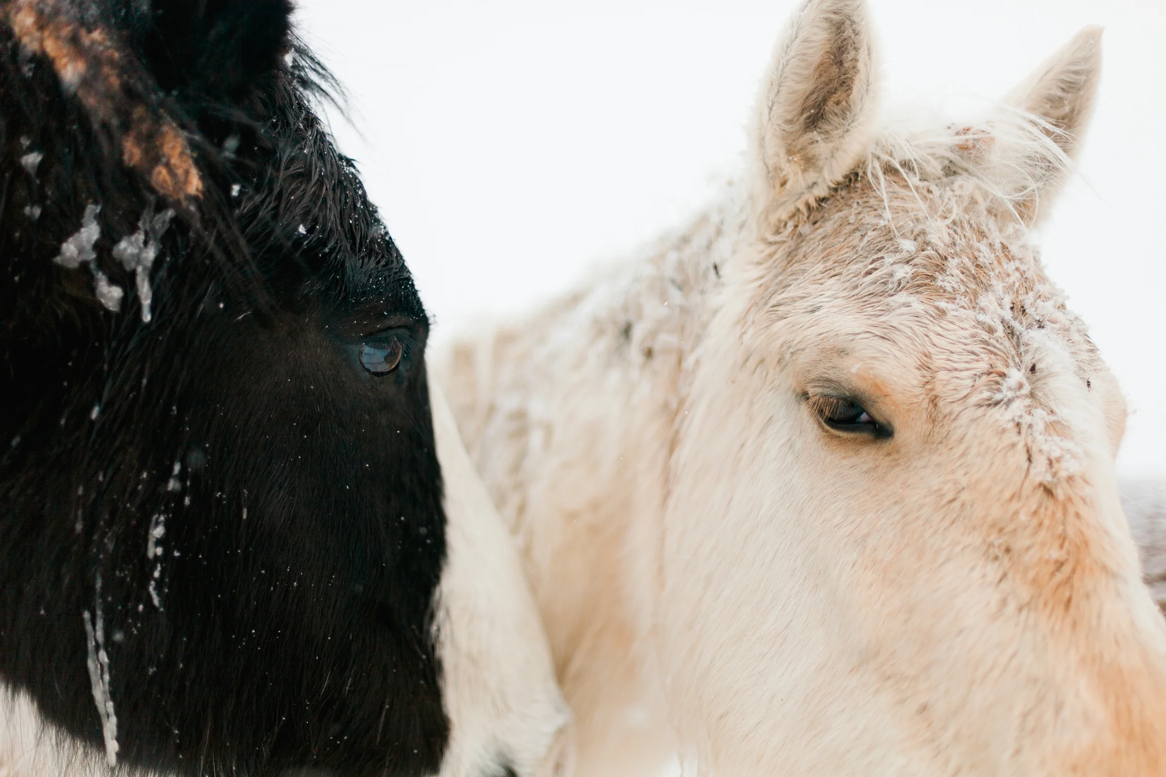 Snow-Ponies-Tone-11.jpg