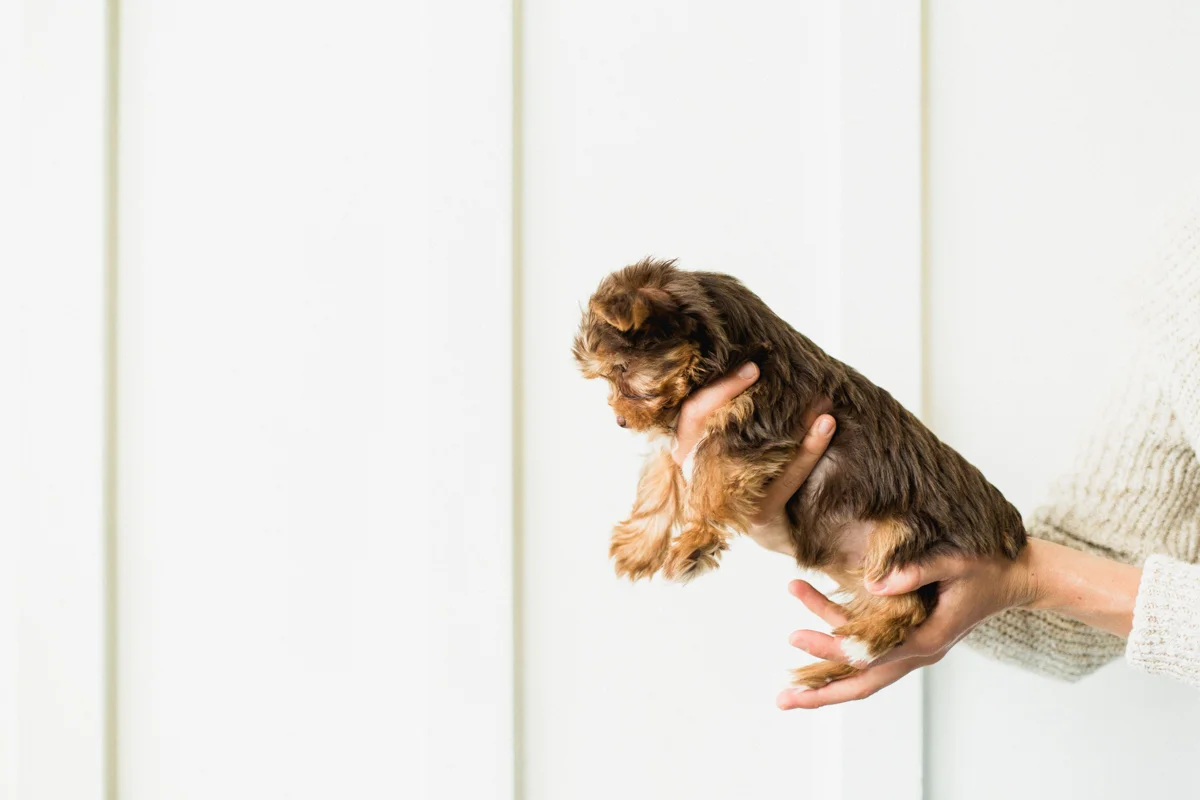 Blaine-Puppy-Birthday-29.jpg