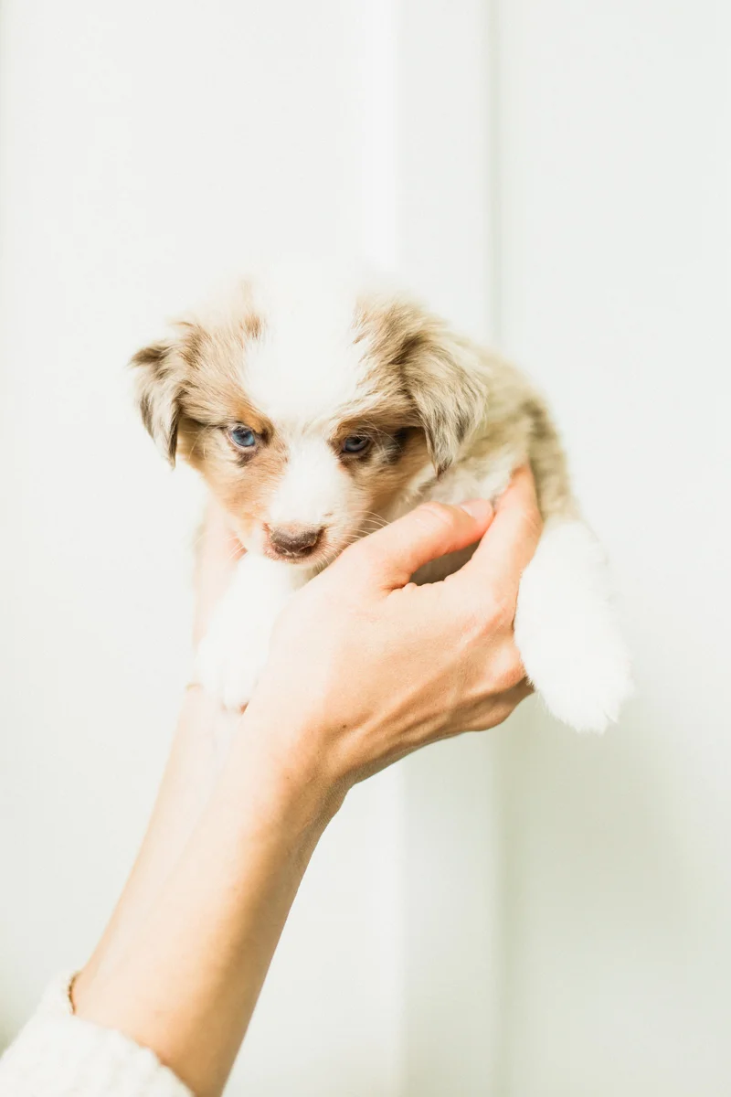 Blaine-Puppy-Birthday-70.jpg