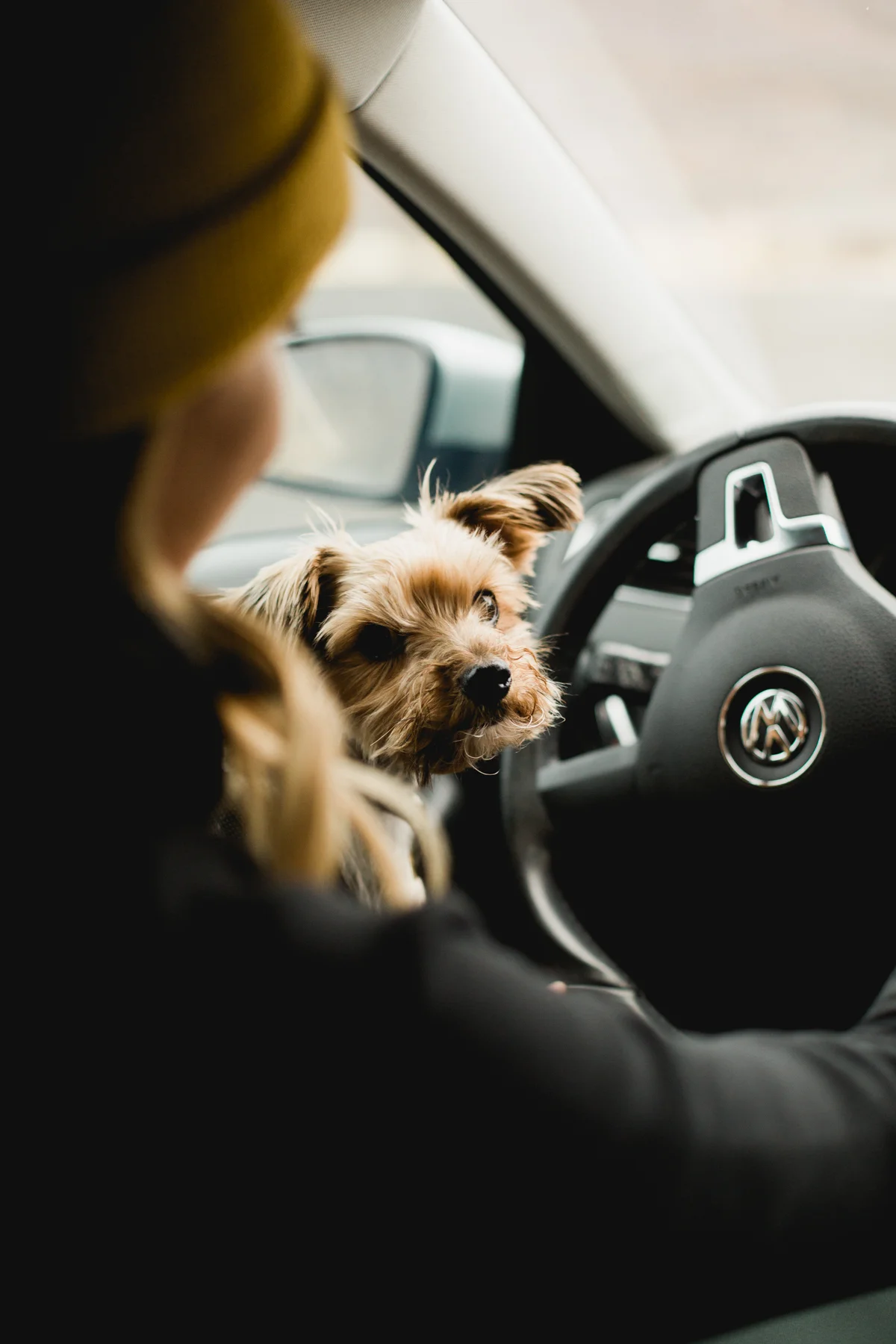 Puppies-3.jpg