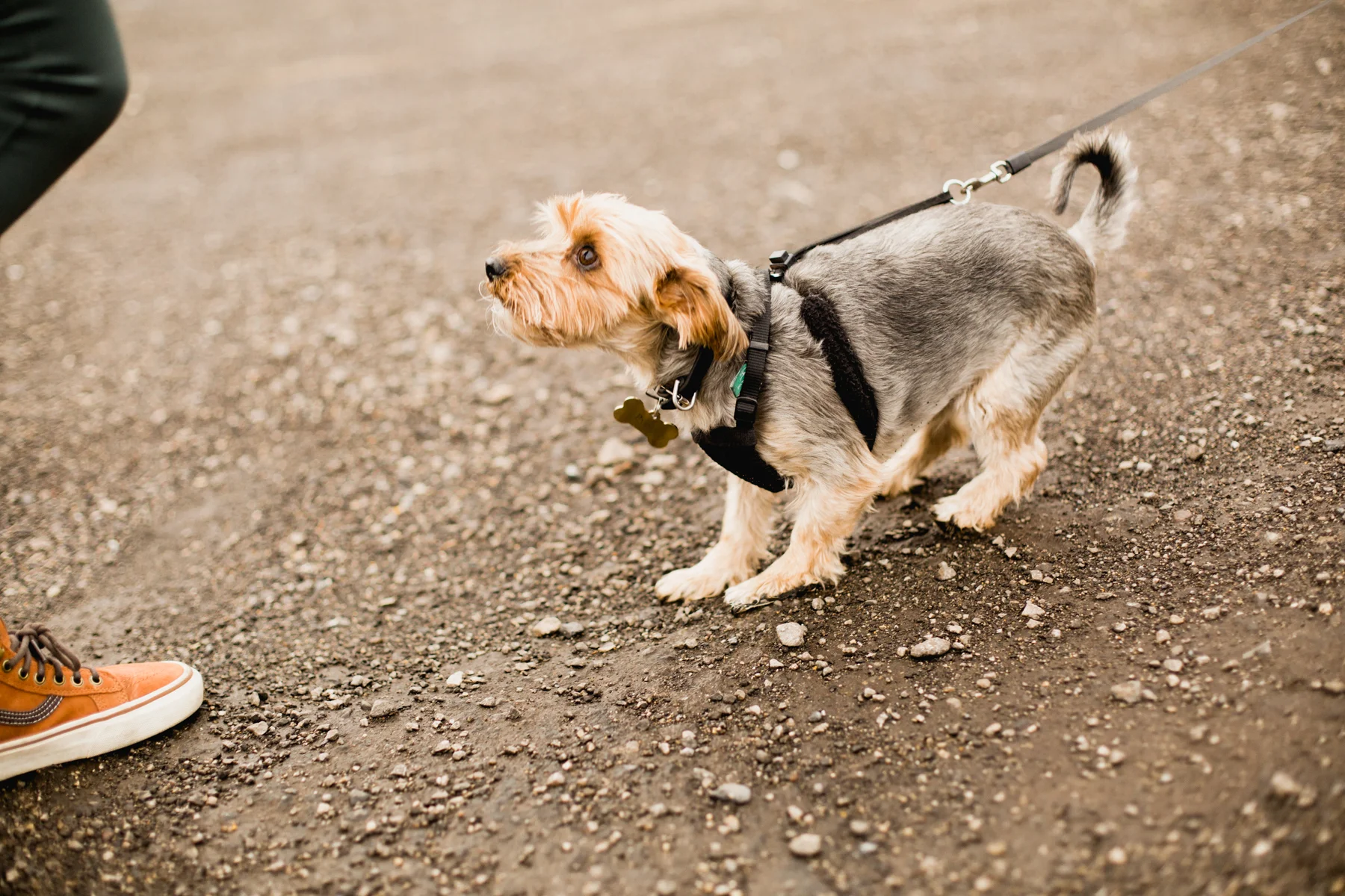 Puppies-6.jpg