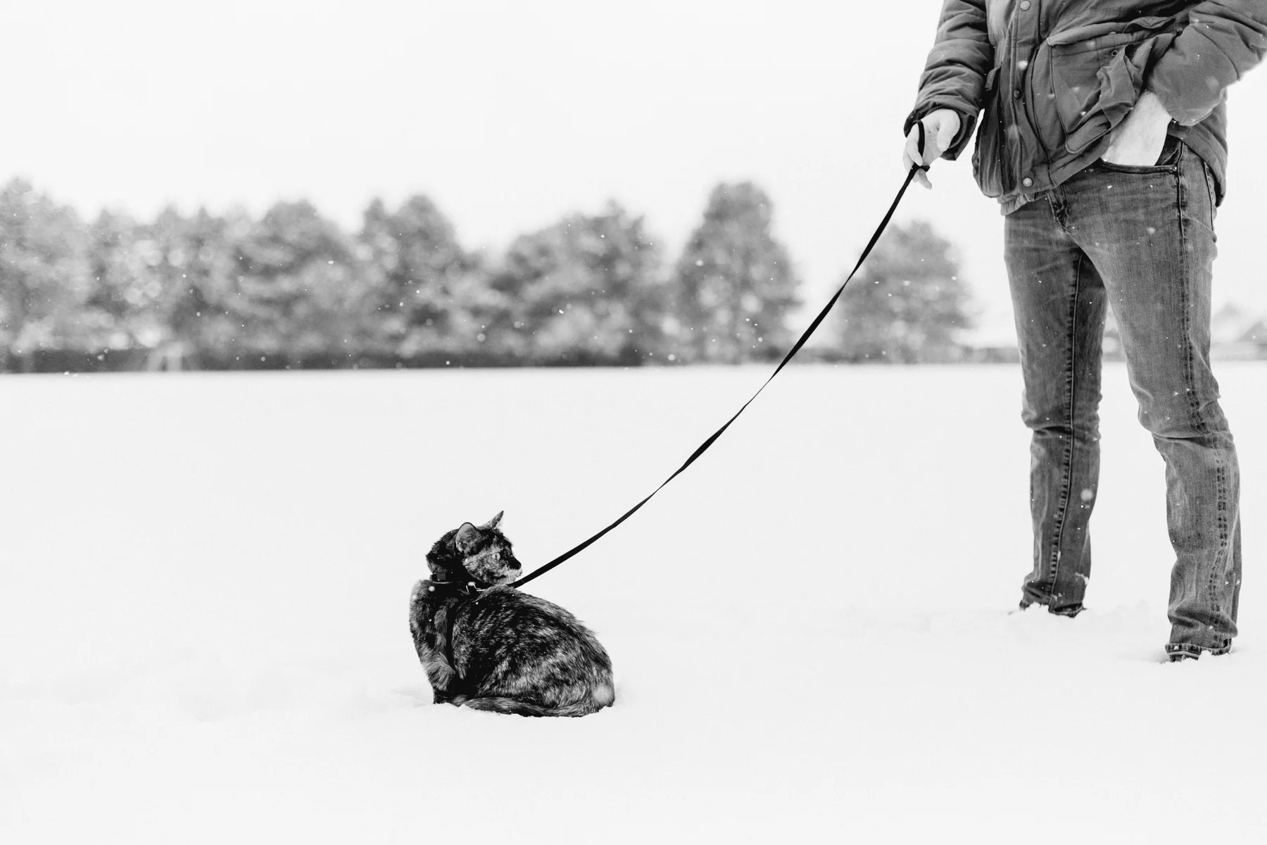 First-Snow-BW-6.jpg