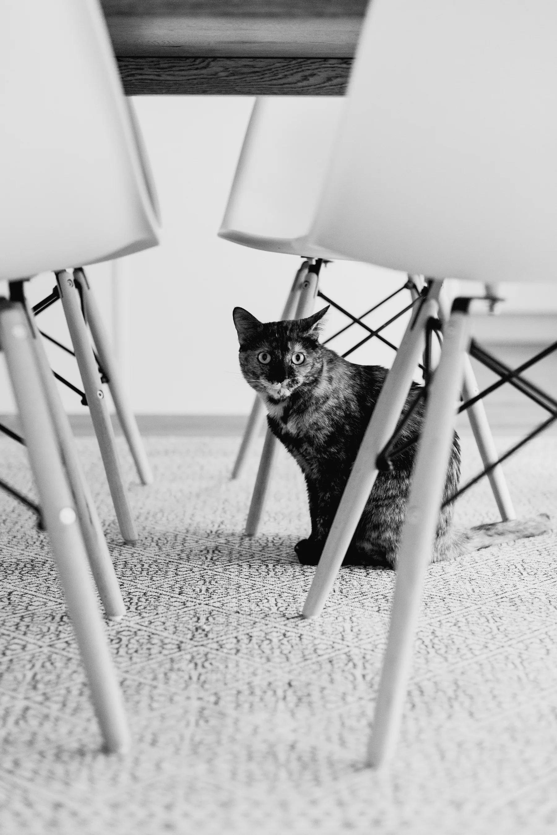 Marnie-Turns-Two-BW-49.jpg