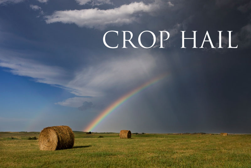 crop-hail.jpg