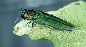 Emerald Ash Borer