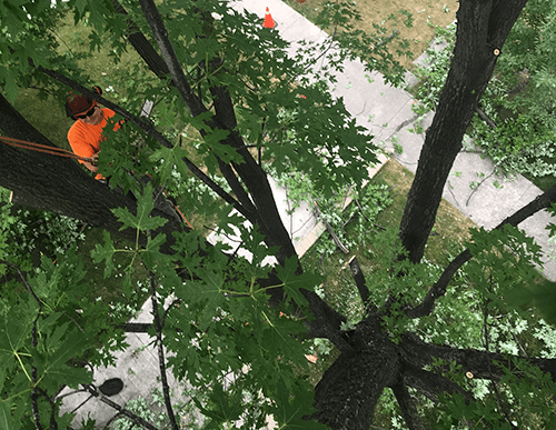 TNTTreePruning.png
