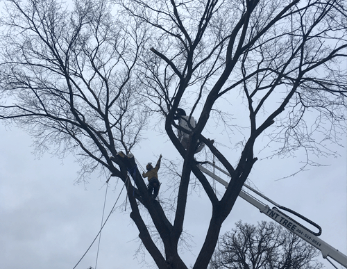 treeremove.png