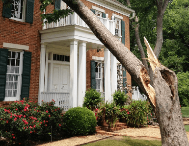 EmergencyTreeCare.png