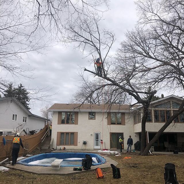If only it was Summer! @ty_fighterr_ working a tough one today. #arboristlife #treeclimber #poolparty #winnipeg