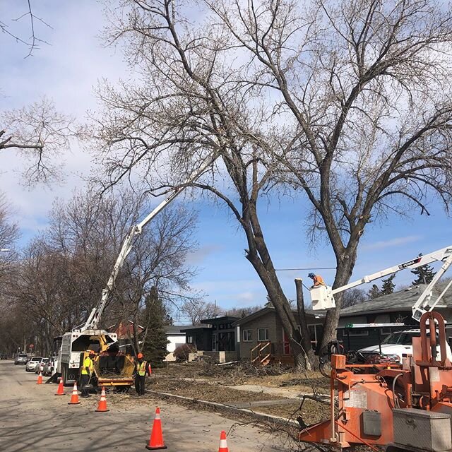 Big Cottonwood today! Great teamwork from everyone! Thanks to @vermeercanada for letting us try out the AC19, what a beast!#arborist #treelife #treeremoval #AX19 #tomorrowwestump