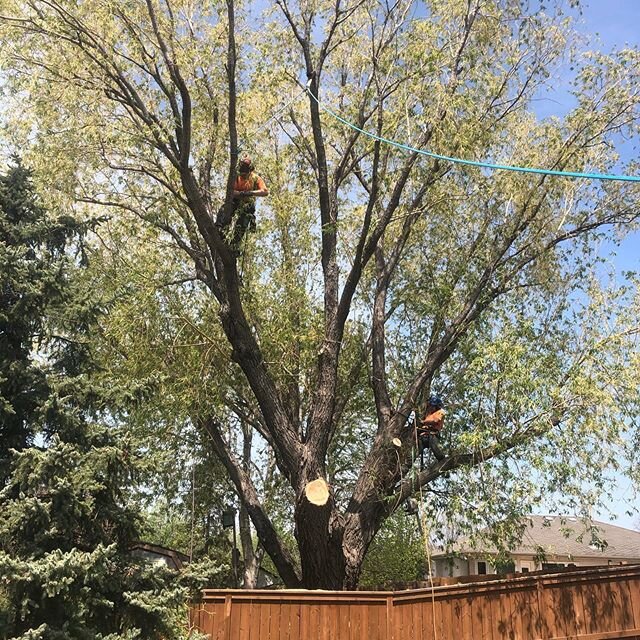 Rough day today but these guys champed it out! Thanks for being such an awesome team! #arboristlife #treeclimber #tgif #treelife