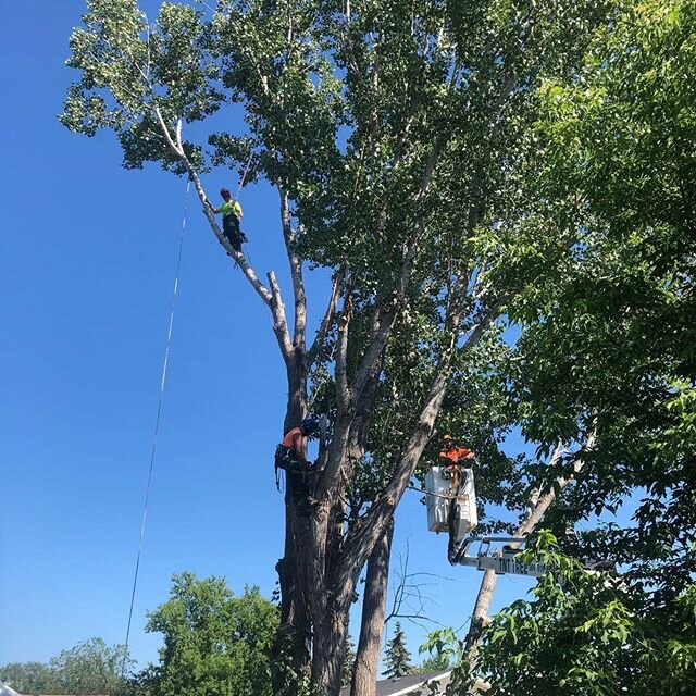 3 in a tree! Must be Friday! #treeclimbers #spiderlift #poplar #removal #hotonetoday☀️🔥 #arborist #treelife