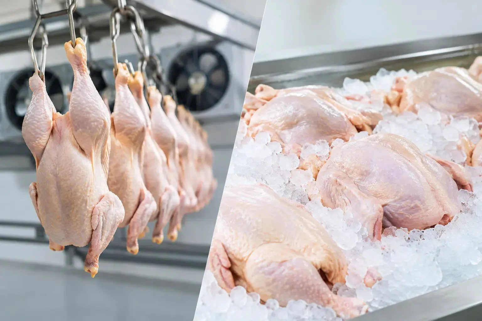 Air-chilled chicken hanging in a cold room compared with water-chilled chicken on ice