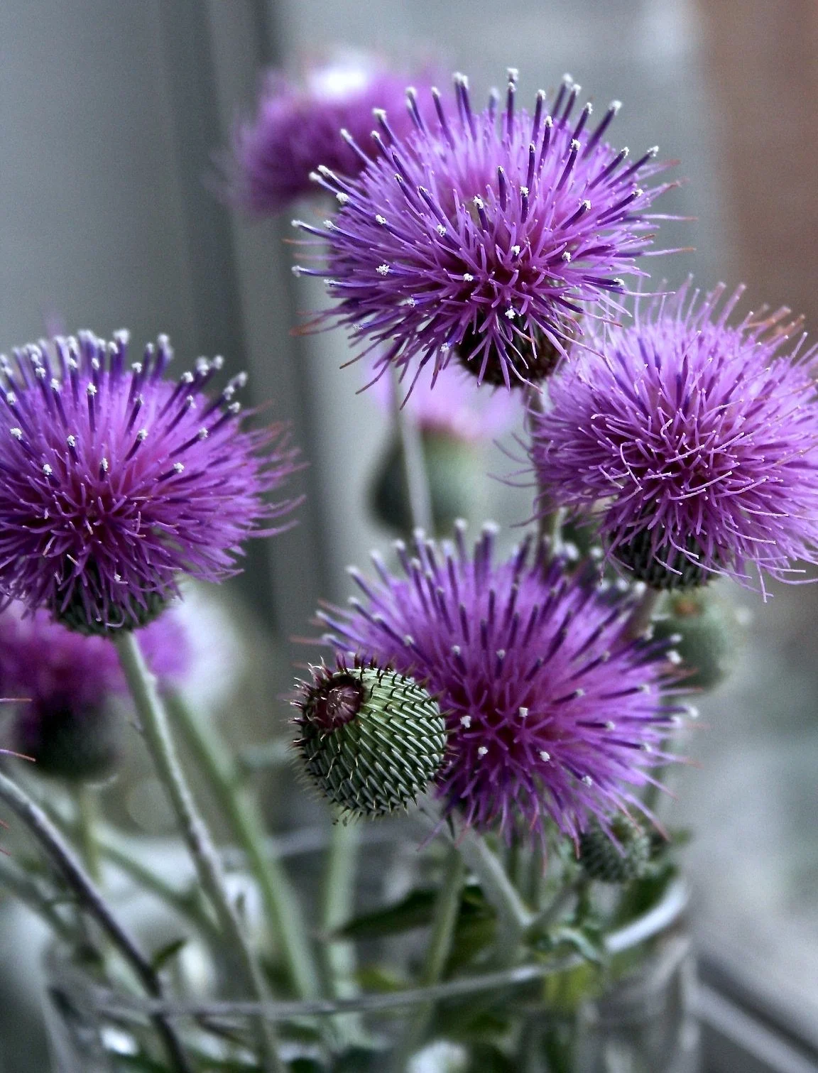 34276580_2043933035858289_3775184847690006528_n 2.jpeg