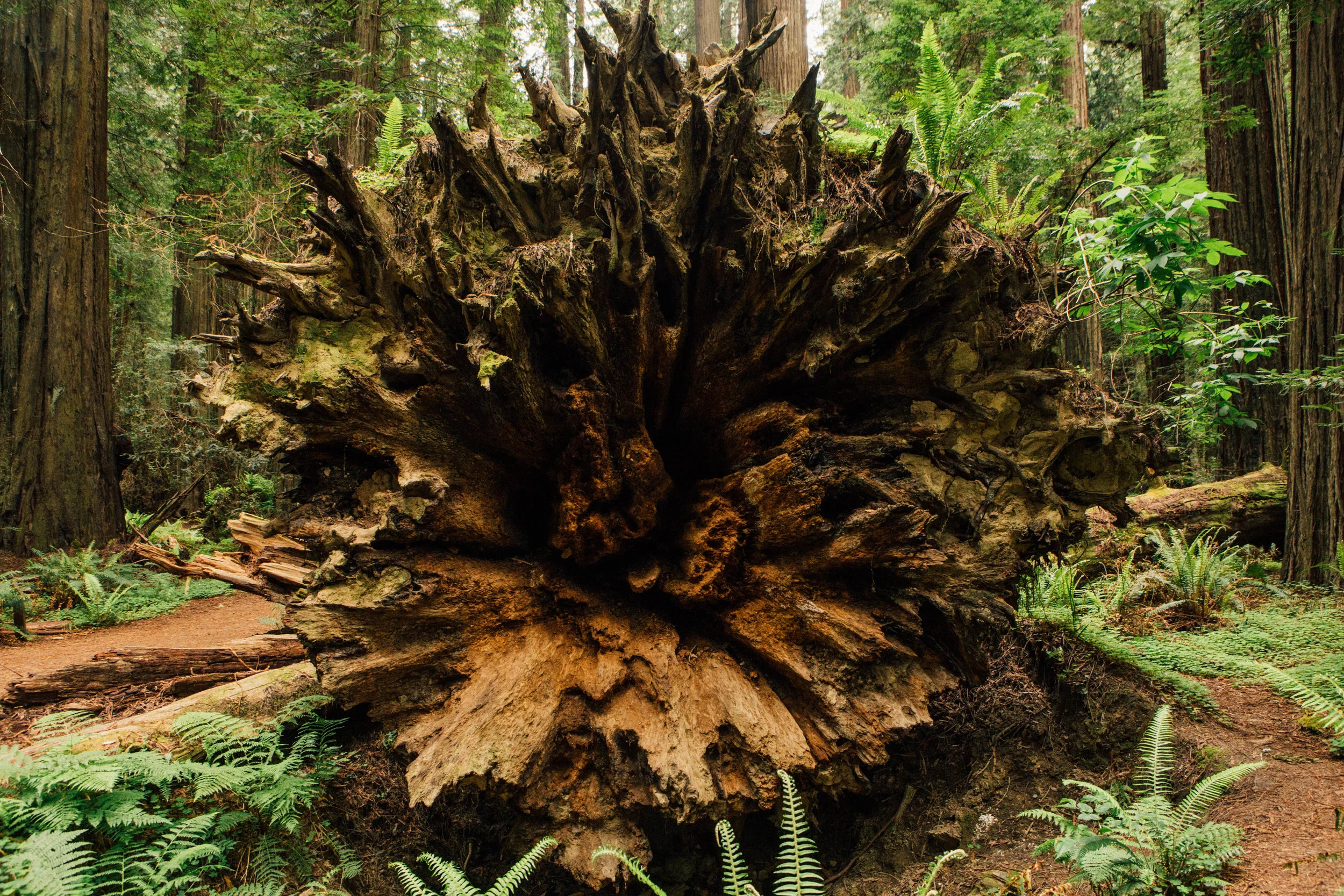 Tallest tree ever recorded.