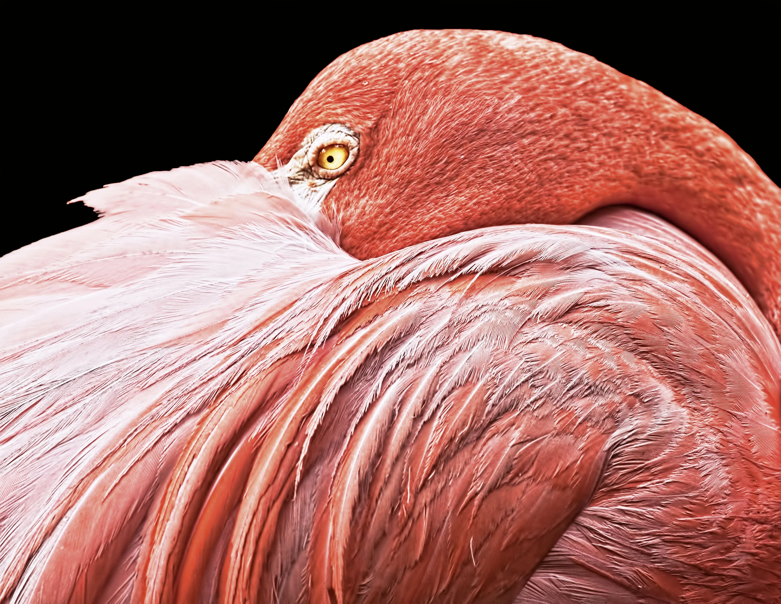 2a BRIAN PICCALO FLAMING GARDENS 289 - Copy.jpg