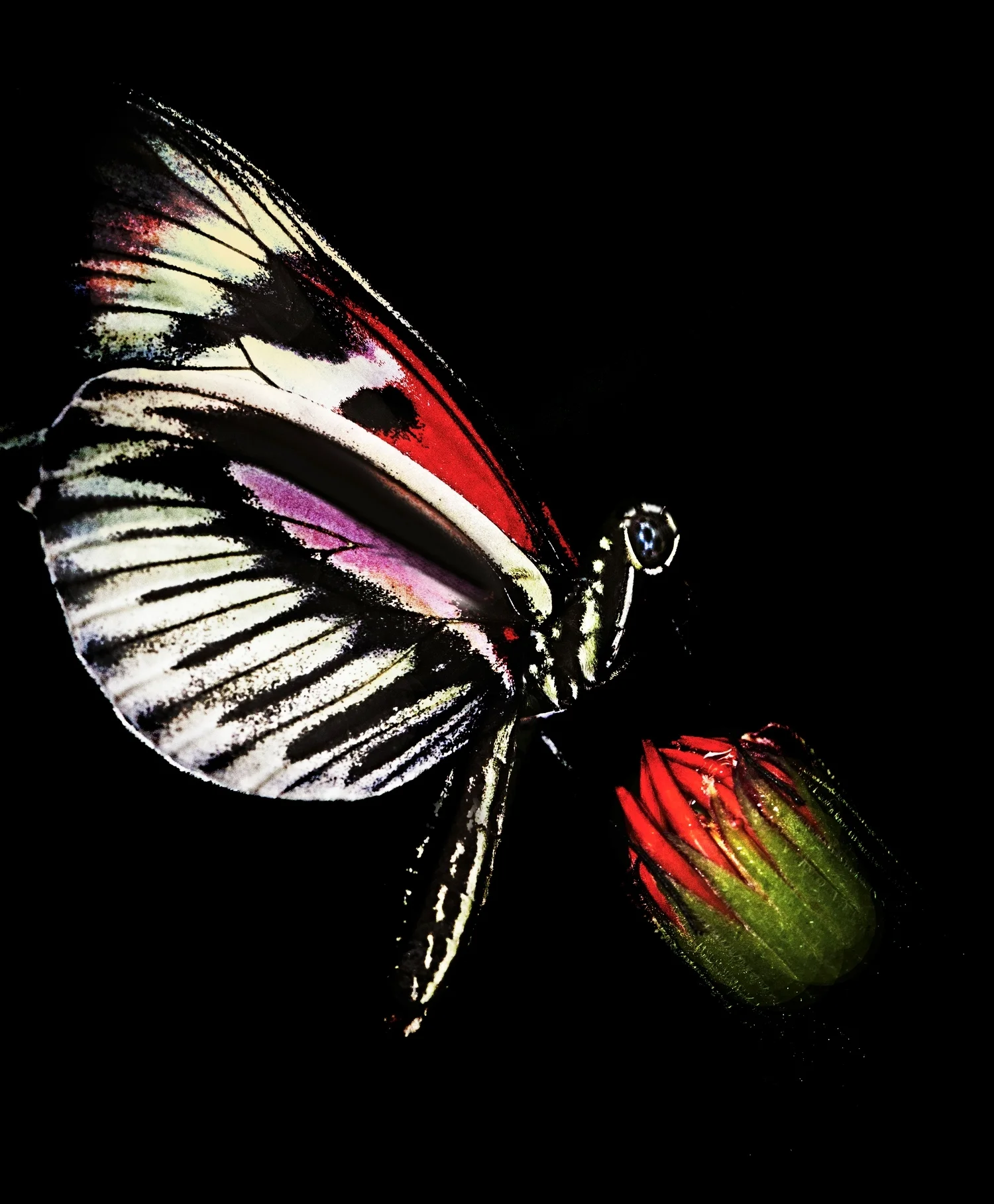  Piano Key Wing Butterfly 