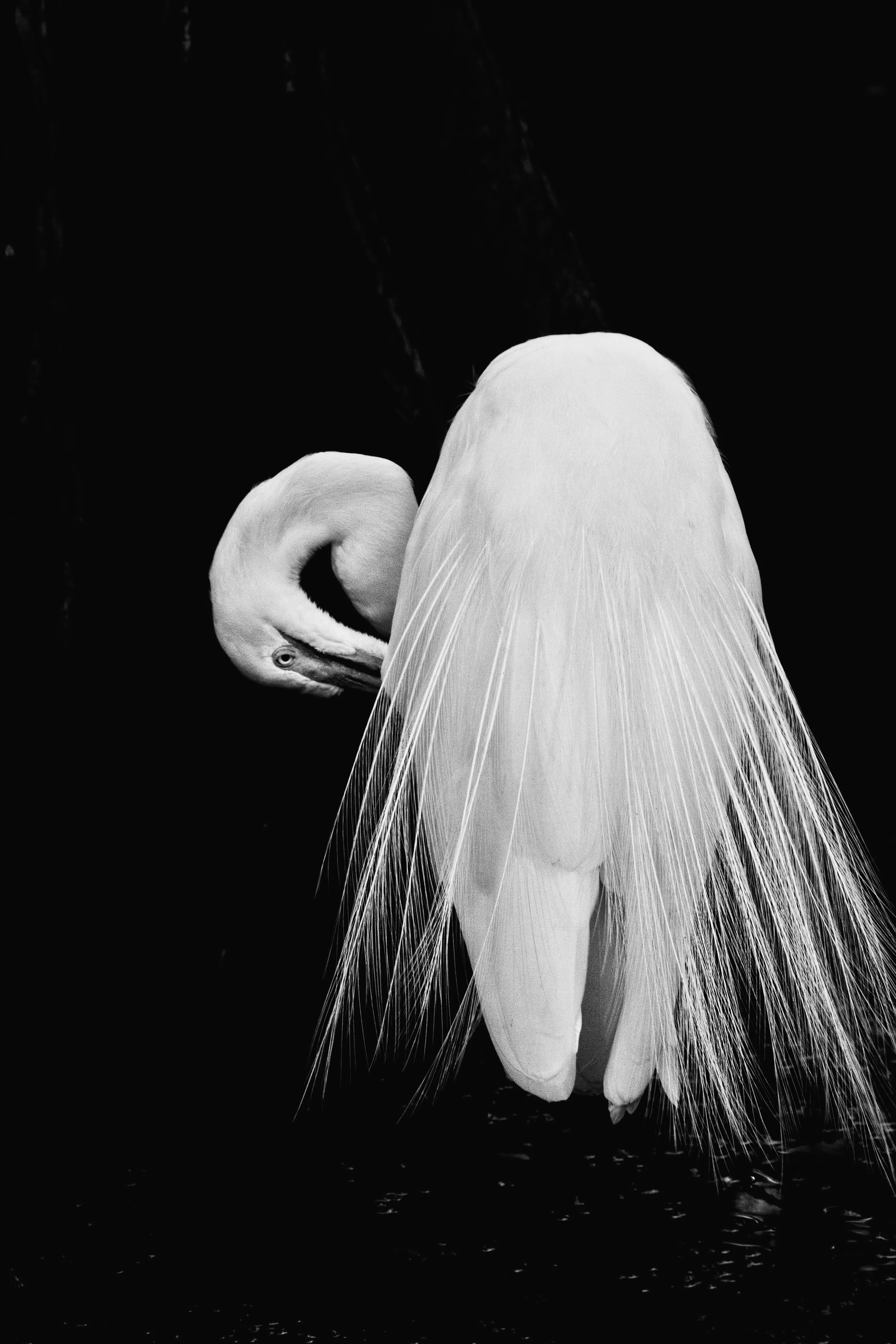 21 bw FLAMINGO GARDENS 490.jpg