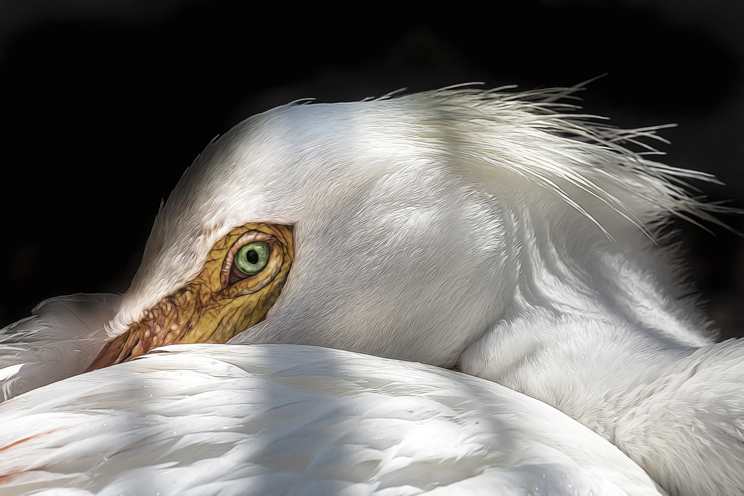 zFLAMINGO GARDEN 080b.jpg