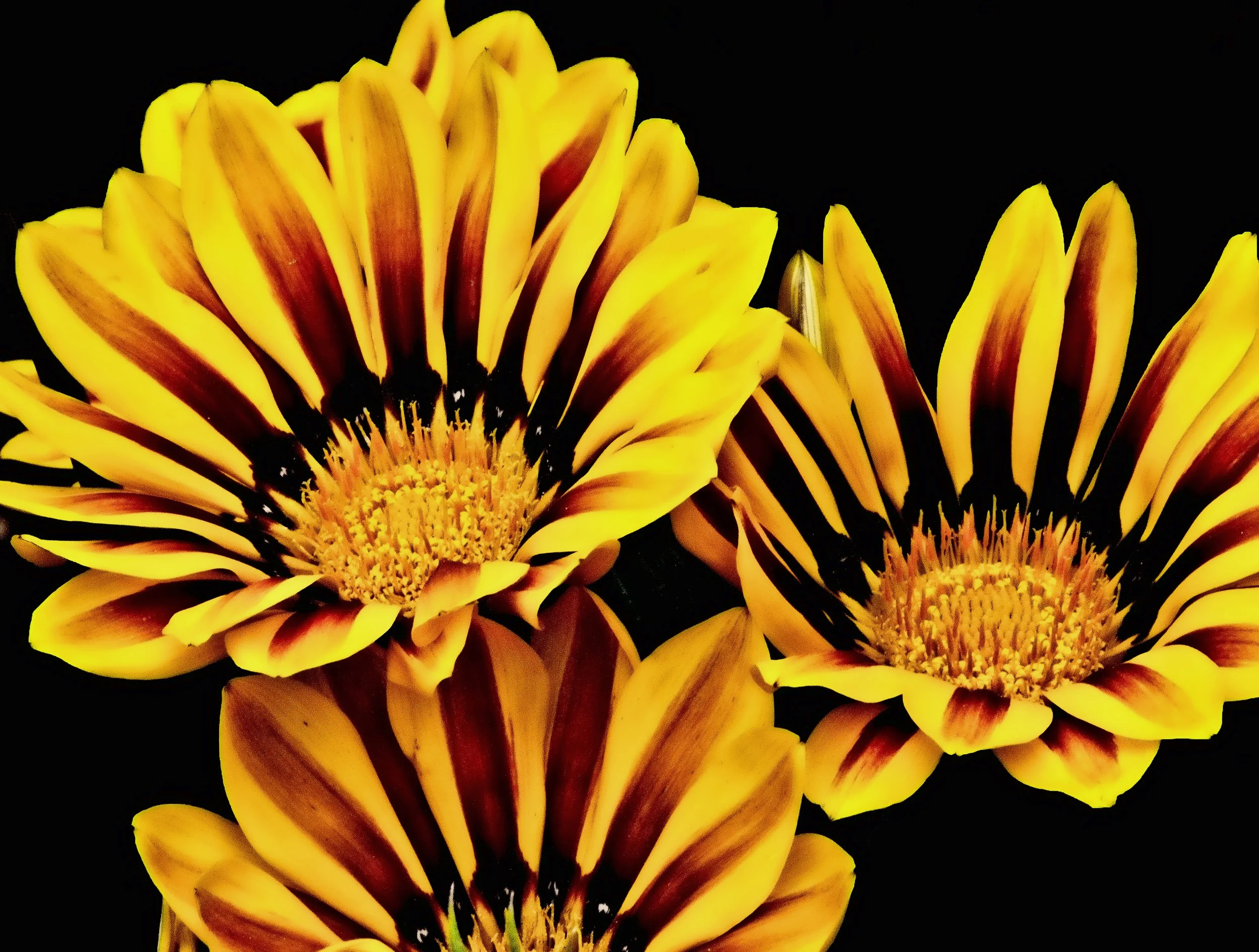 11a EPCOT 2011 041.jpg