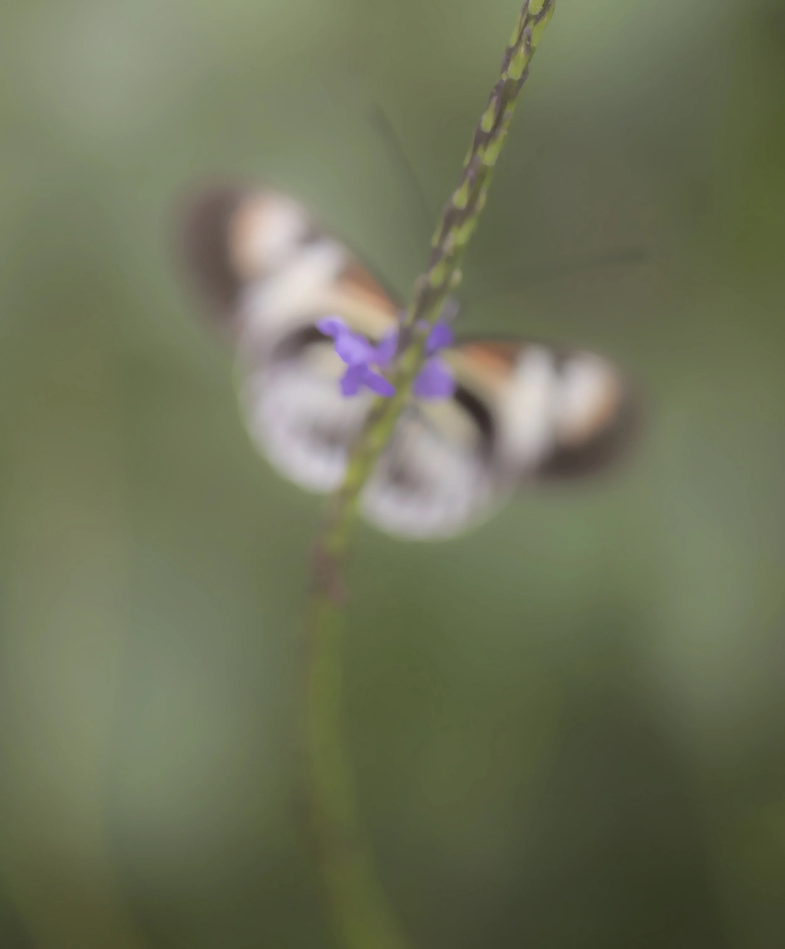 1c E19A5598 copy.jpg