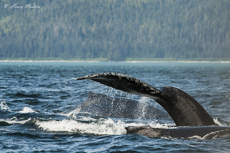 Whales with a tail thumbnail.jpg