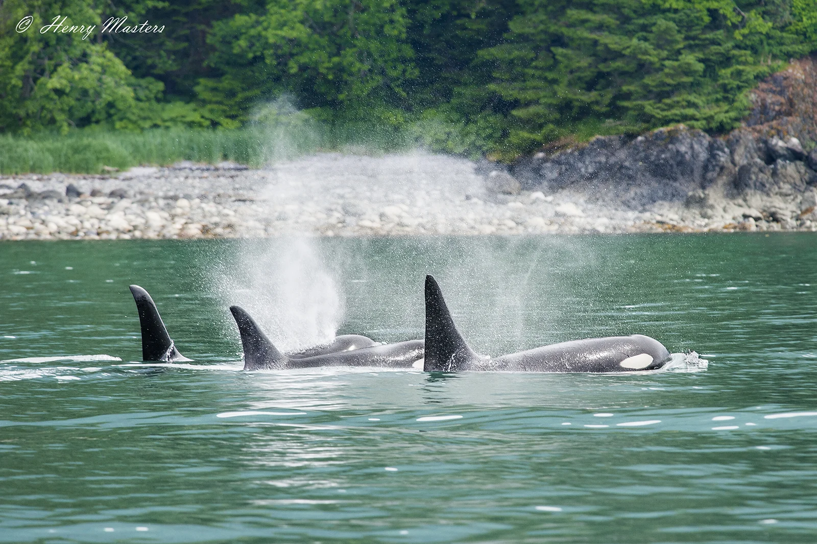 Orcas Websitethumbnail.jpg