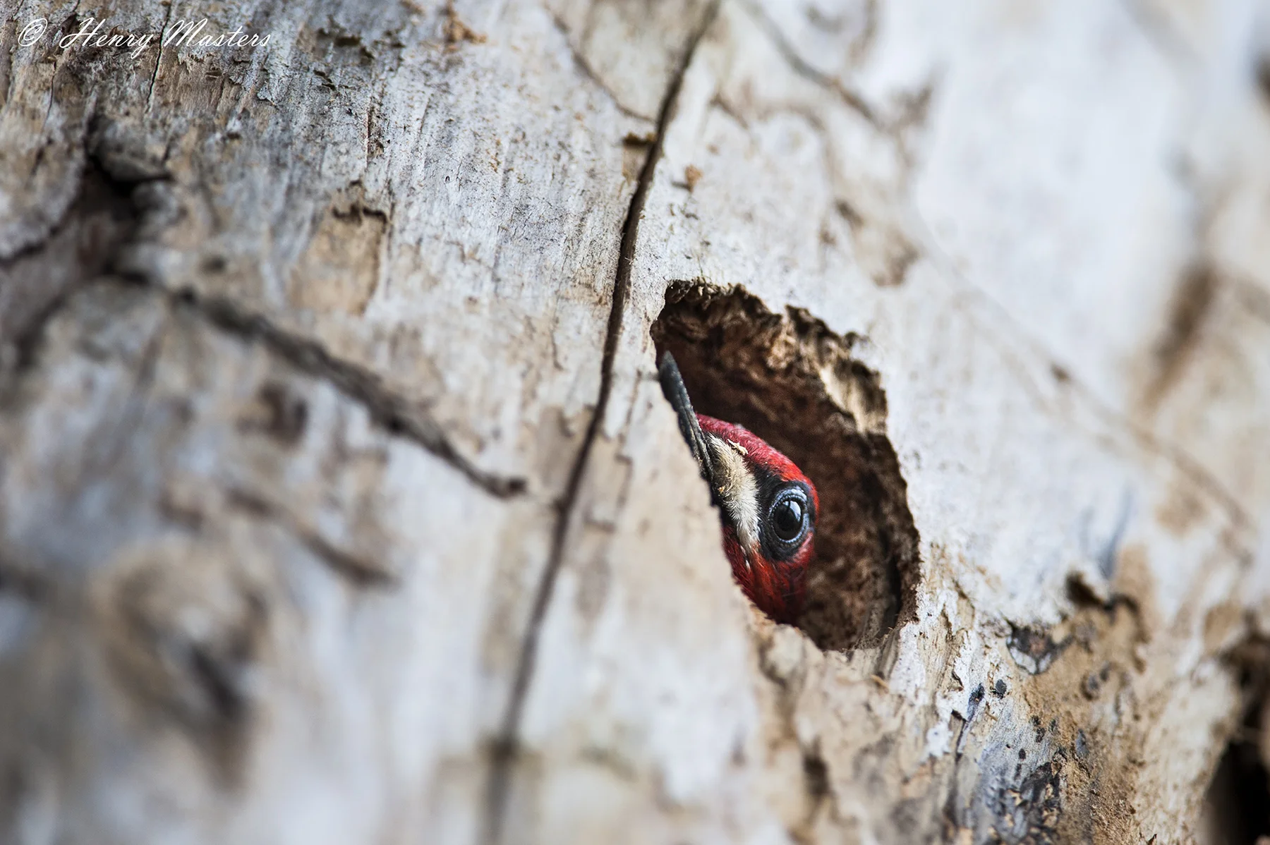 Sapsucker Thumbnail.jpg