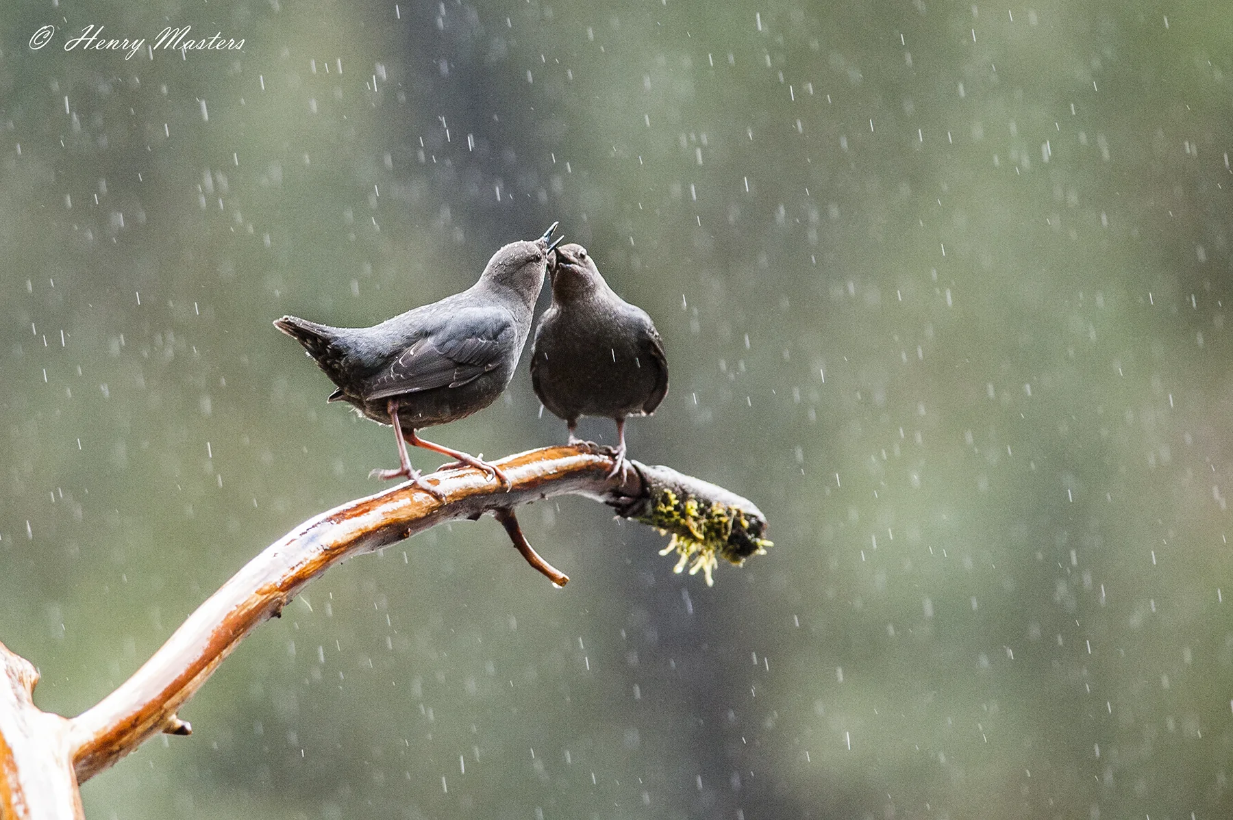 Kissing in the rain thumbnail.jpg