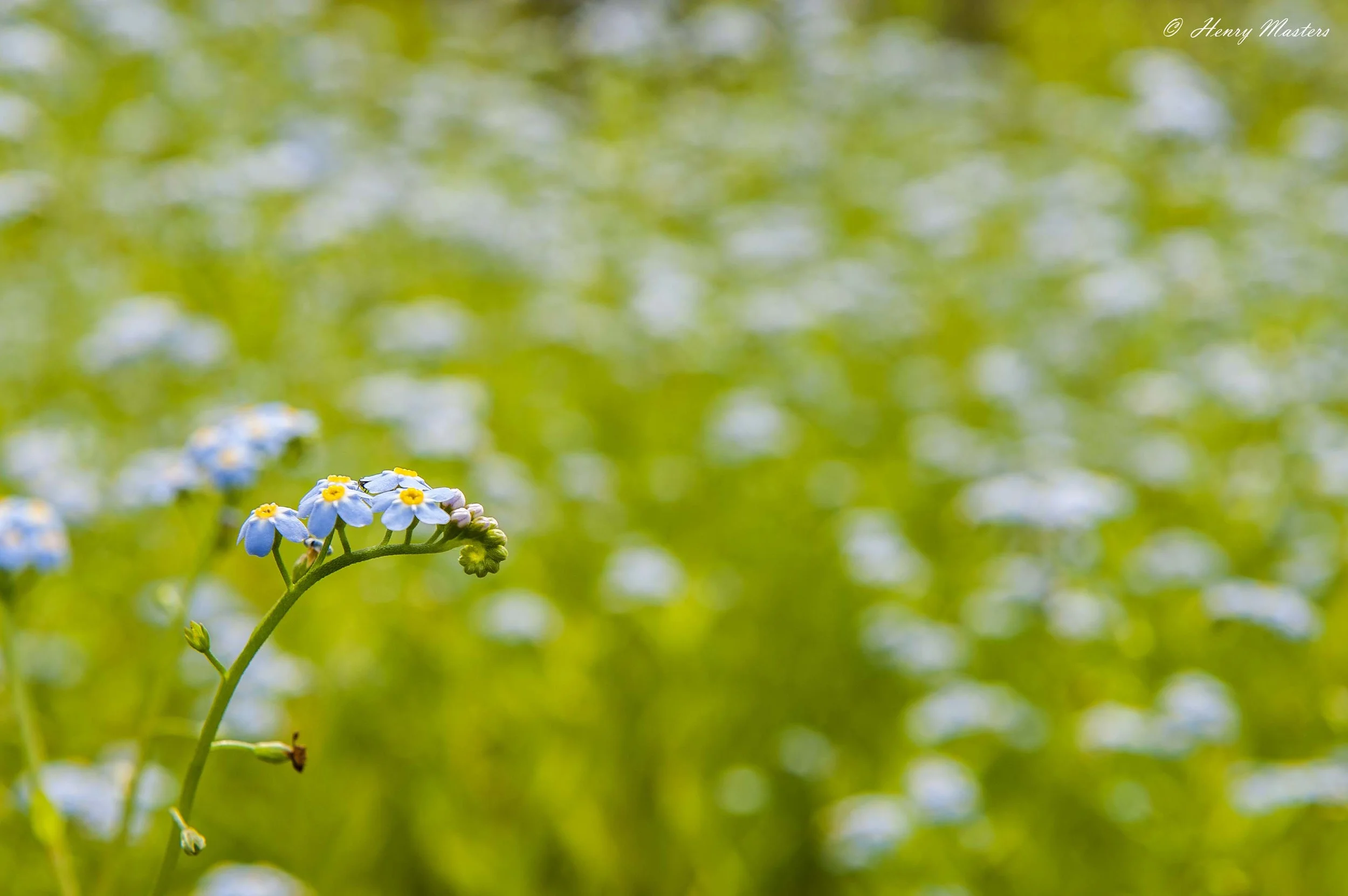Forgetmenotsweb.jpg