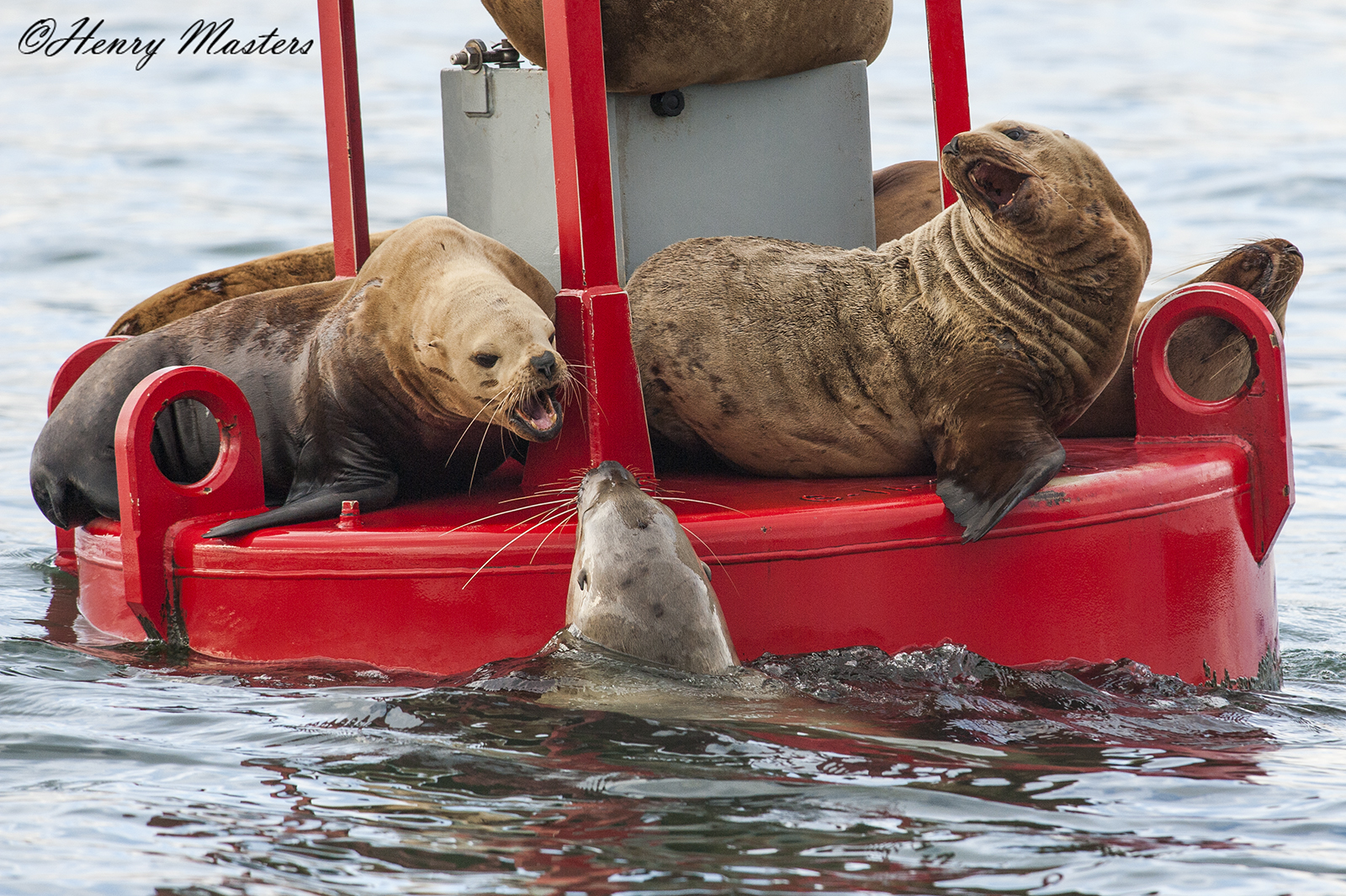 Sea lions web.jpg