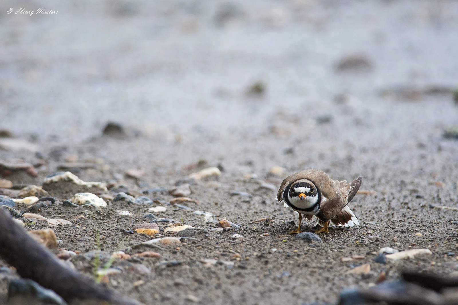 Plover small res.jpg