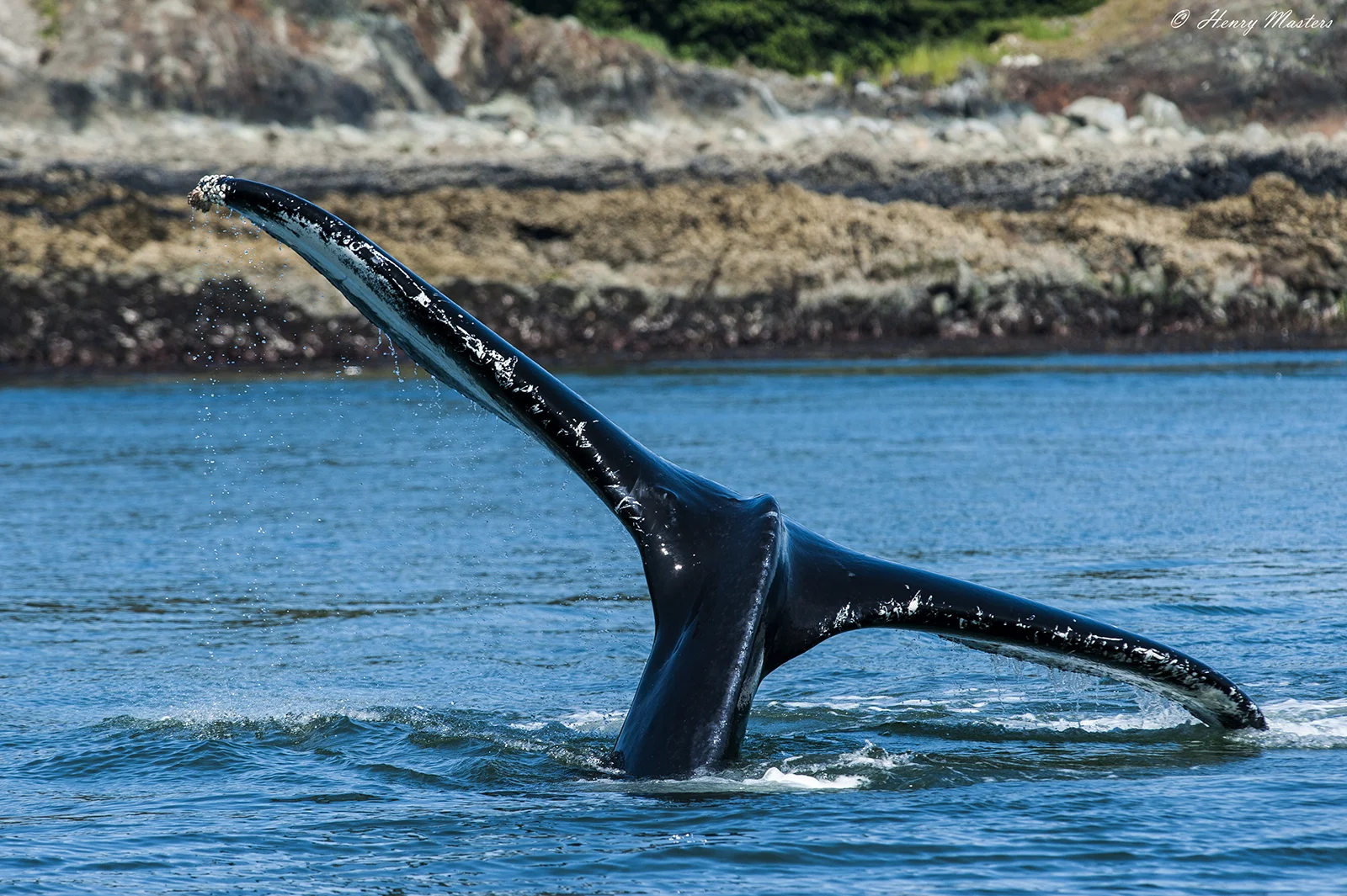 Humpback Dive web.jpg