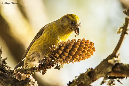 Female White Winged Crossbill HD thumb.jpg
